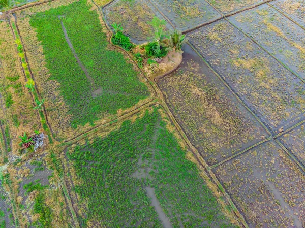 The rice fields are flooded with water. Flooded rice paddies. Agronomic methods of growing rice in the fields. Flooding the fields with water in which rice sown. View from drone
