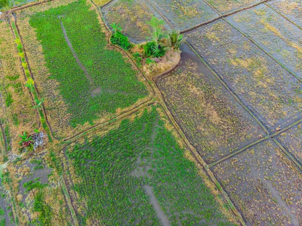 Os arrozais estão inundados de água. Almofadas de arroz inundadas. Métodos agronômicos de cultivo de arroz nos campos. Inundando os campos com água em que o arroz semeou. Vista de drone — Fotografia de Stock