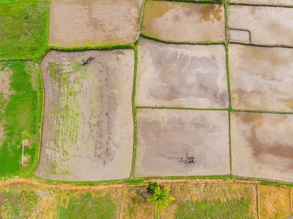 Tractor op de rijstvelden. uitzicht vanaf de drone — Stockfoto