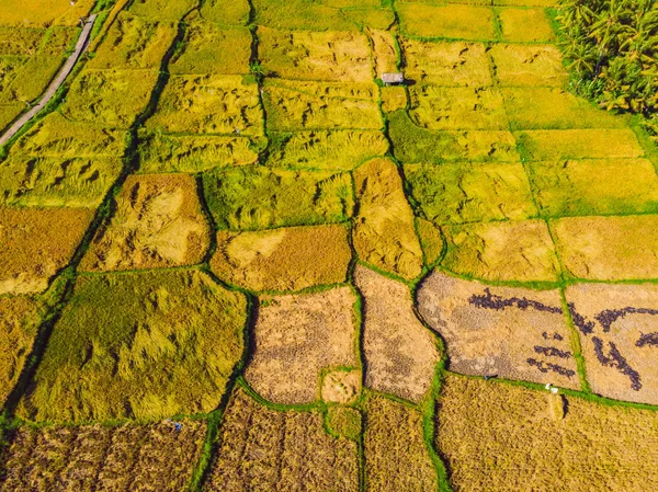 Zdjęcie z dronów, zbieranie ryżu przez miejscowych rolników — Zdjęcie stockowe