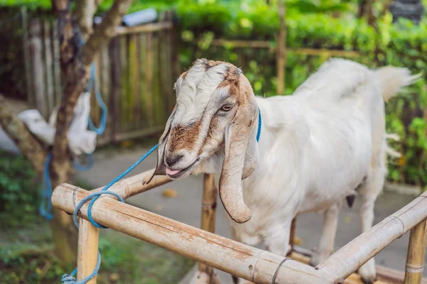 Mignonne chèvre blanche avec des cornes debout dans un enclos de chèvre à desa ferme laitière veau stylo — Photo