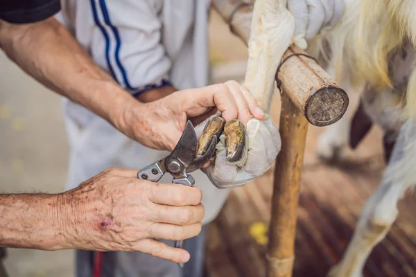 Old mans hands Trim Goat Hooves on the farm