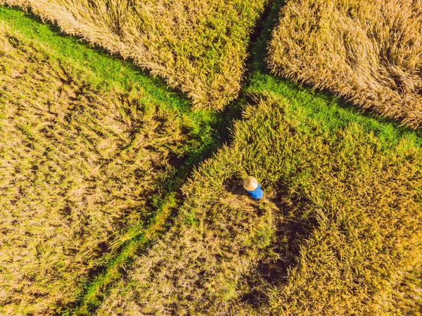 Foto dal drone, raccolta del riso da parte degli agricoltori locali — Foto Stock