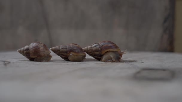 Timelapse tiro de três caracóis em um fundo de madeira. Conceito de startup de negócios. Conceito de Jetpack — Vídeo de Stock