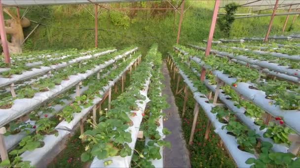 Uma estufa hidropônica para o cultivo de morango — Vídeo de Stock