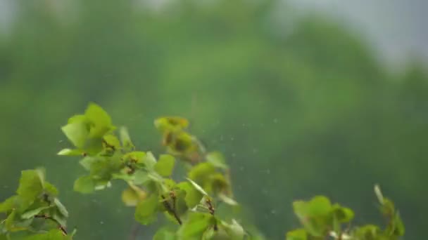 大雨と風の下の木々を眺めなさい。北部地域の嵐の概念。ハリケーンコンセプト — ストック動画