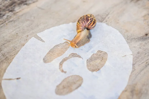 Sheet mask with snail mucus on wooden background — Stock Photo, Image