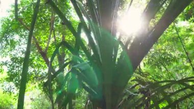 Yaprakların arasından gelen güneş ışığı ile tropikal bir ormanda güzel ağaçlar