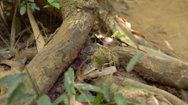 Tropik bir ormanda hareket eden bir sürü siyah karınca. karıncaların istilası kavramı. tehlikeli böcekler kavramı