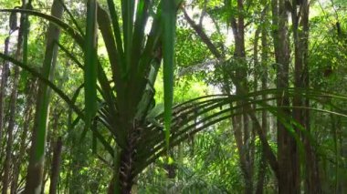 Yaprakların arasından gelen güneş ışığı ile tropikal bir ormanda güzel ağaçlar