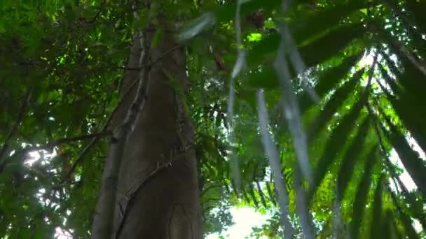 Hermosos árboles en un bosque tropical con rayos de sol que atraviesan las hojas — Vídeos de Stock