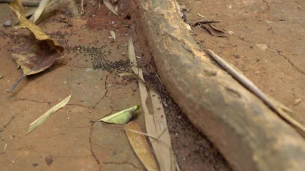 许多黑蚂蚁在热带森林中移动。蚂蚁概念的入侵。危险昆虫概念 — 图库视频影像