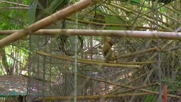 Центр реабілітації мавп. Бідний гібон, який втратив руку і ногу через зловживання людиною — стокове відео