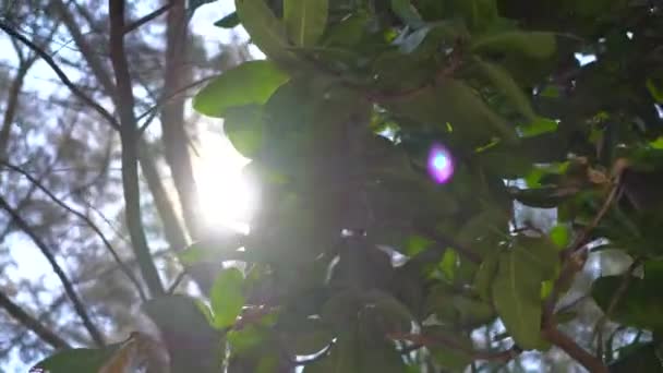 Ponto de vista de uma pessoa deitada em uma rede em uma praia tropical — Vídeo de Stock