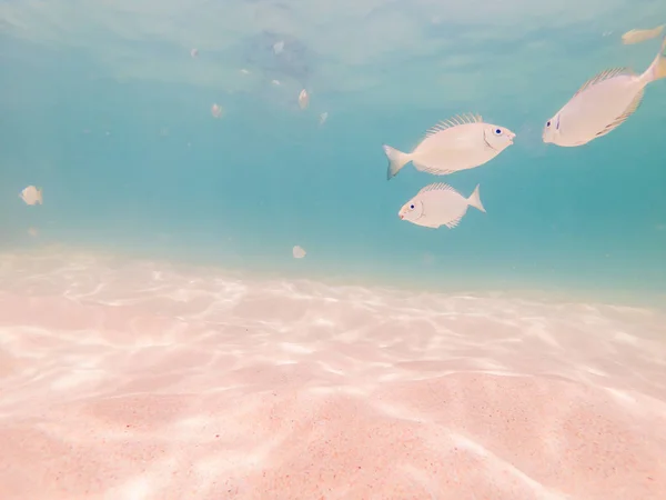 Beau poisson tropical sur la plage de sable blanc — Photo