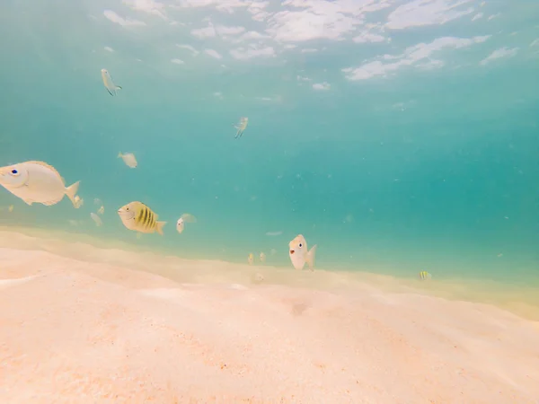 Gyönyörű trópusi hal a fehér homokos strandon — Stock Fotó