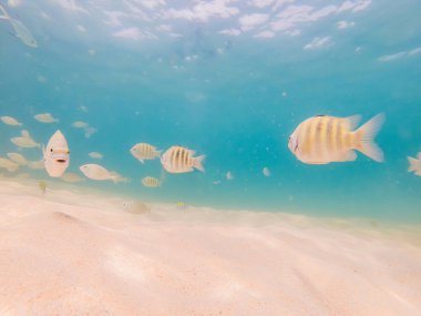 Beyaz kum sahilde güzel tropikal balık