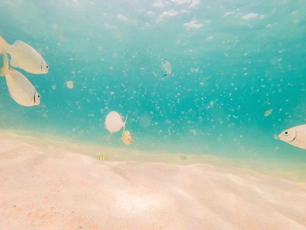 Belo peixe tropical na praia de areia branca — Fotografia de Stock