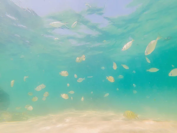 Beautiful tropical fish on the white sand beach