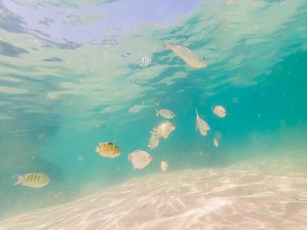 白い砂浜の美しい熱帯魚 — ストック写真