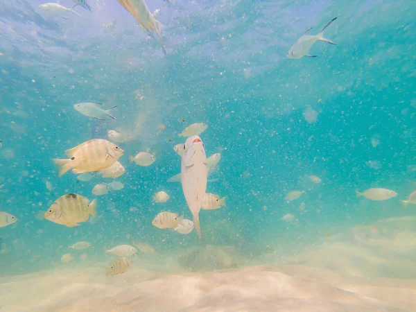 Beautiful tropical fish on the white sand beach