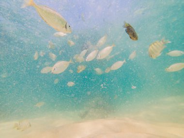 Beyaz kum sahilde güzel tropikal balık