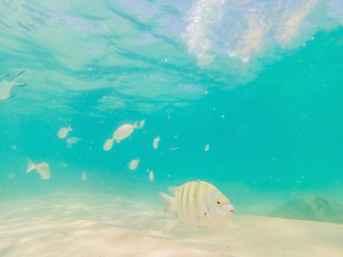 Beyaz kum sahilde güzel tropikal balık