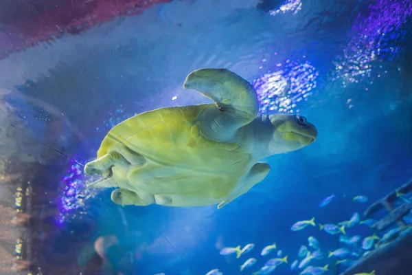 Eine Meeresschildkröte im Aquarium — Stockfoto