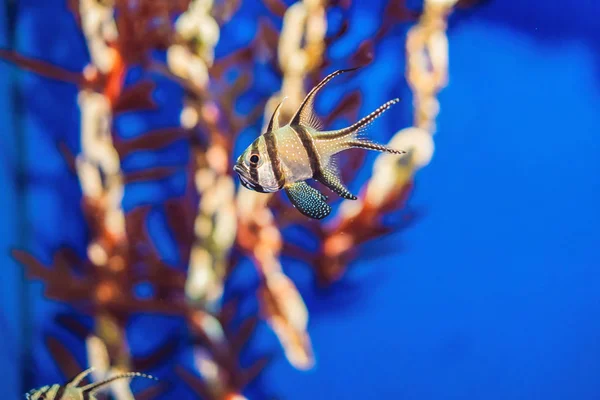 Akvarijní barevné ryby v tmavě modré vodě — Stock fotografie
