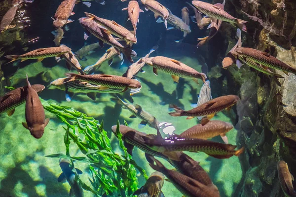 Kleurrijke aquariumvissen in donkerblauw water — Stockfoto