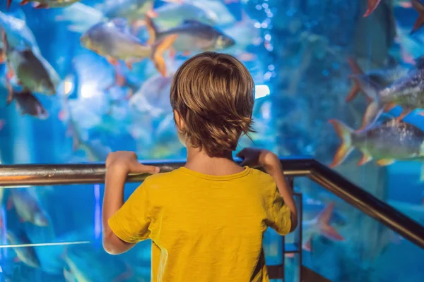 Ragazzino, bambino che guarda la secca dei pesci che nuotano nell'oceanario, bambini che si godono la vita subacquea in Acquario — Foto Stock