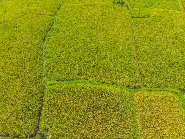 Imagem do belo campo de arroz Terraced na estação da água e irrigação de drone, vista superior de rices paddy — Fotografia de Stock