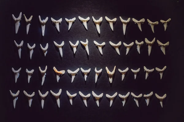 Dientes de tiburón fosilizados blancos aislados sobre fondo negro — Foto de Stock
