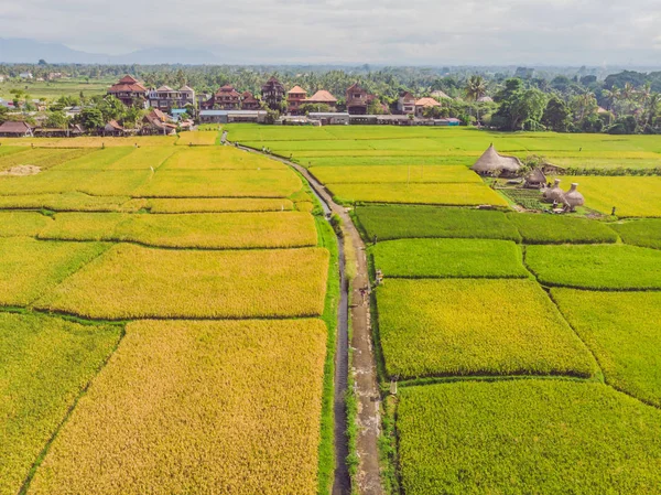 Image de belle rizière en terrasses en saison de l'eau et de l'irrigation par drone, Vue du dessus du riz paddy — Photo