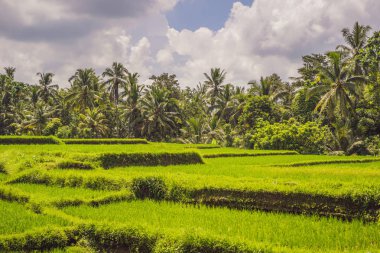 Bali adasında pitoresk pirinç tarlası, Endonezya. Asya'da Turizm