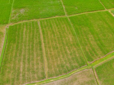 Su sezonunda güzel Teraslı pirinç alanı ve drone sulama görüntü, pirinç çeltik Üst görünümü