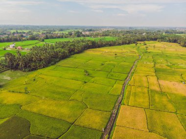 Su sezonunda güzel Teraslı pirinç alanı ve drone sulama görüntü, pirinç çeltik Üst görünümü