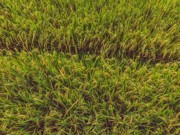 Зображення красивого трав'яного рисового поля у водному сезоні та зрошення з дрона, вид зверху на рисовий майданчик — стокове фото
