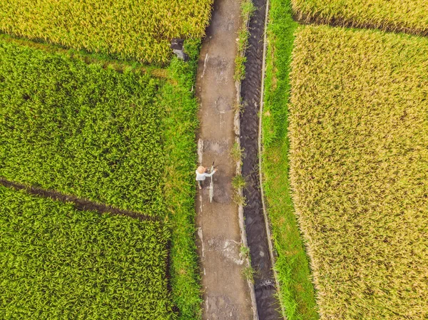 Obraz pięknego pola ryżu tarasowego w sezonie wodnym i nawadniania z Drone, widok z góry na rices Paddy — Zdjęcie stockowe