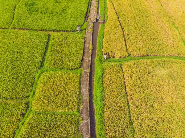 Immagine della bellissima risaia a terrazze nella stagione dell'acqua e dell'irrigazione dal drone, vista dall'alto della risaia del rices — Foto Stock