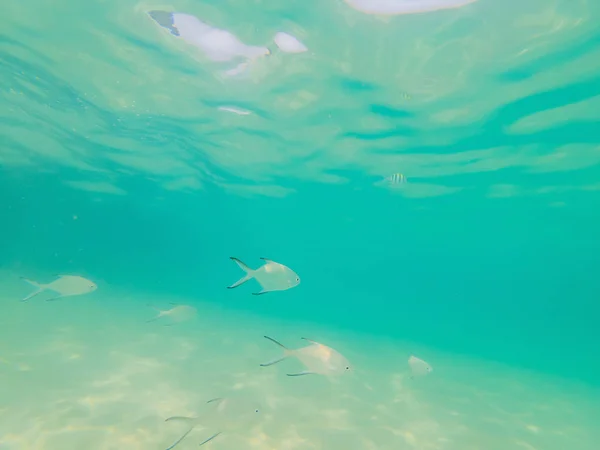 Hermosos peces tropicales en la playa de arena blanca — Foto de Stock