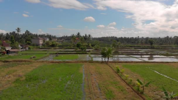 Vue aérienne d'un troupeau de hérons survolant la rizière — Video