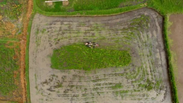 Colpo aereo degli agricoltori che arano il campo con la preparazione per la piantagione di riso — Video Stock