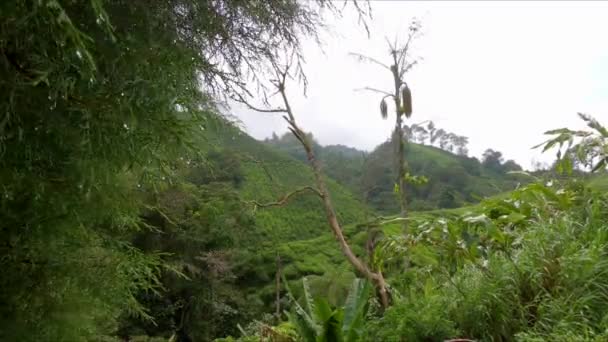 Slowmotion skott av teplantager i bergen — Stockvideo