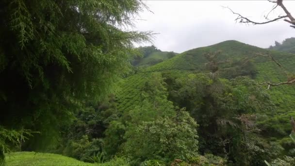 Pomalé stříhnutí čajových plantáží v horách — Stock video