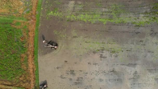 Antenn skott av jordbrukare som gör plöjning fältet med att förbereda den för ris plantage — Stockvideo