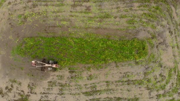 Antenn skott av jordbrukare som gör plöjning fältet med att förbereda den för ris plantage — Stockvideo