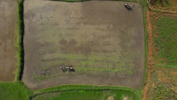 Воздушный кадр фермеров, пахающих поле и готовящих его к рисовой плантации — стоковое видео