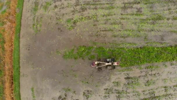 Foto aérea de agricultores arando el campo preparándolo para la plantación de arroz — Vídeos de Stock