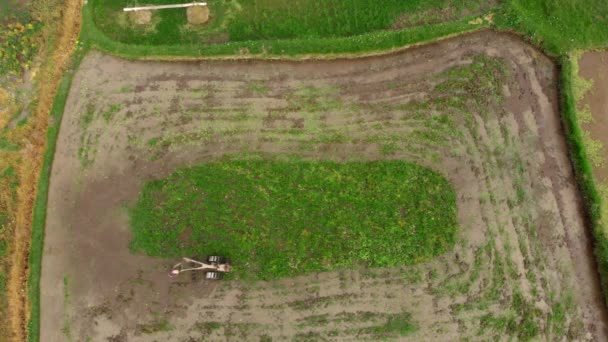 Aerial shot of farmers doing plowing the field with preparing it for rice plantation — Stock Video